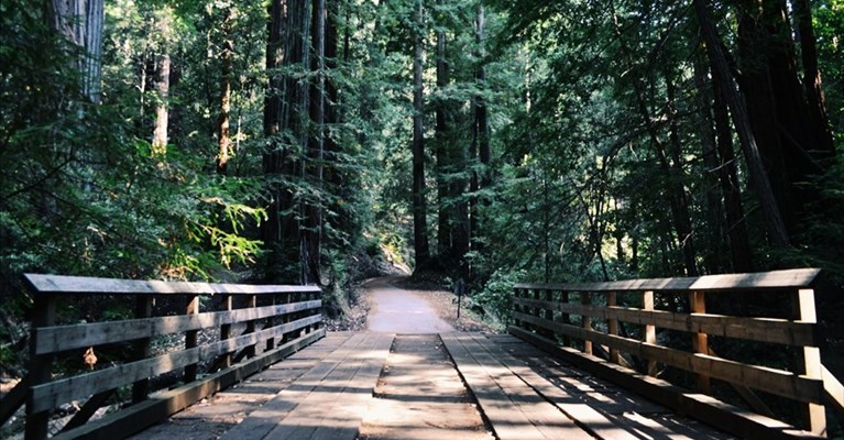 nasce il bosco ciclabile di città