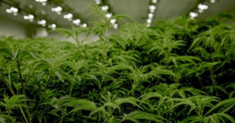 ruba piantine di canapa