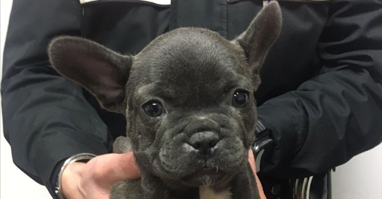 uno dei cuccioli sottoposti a sequestro