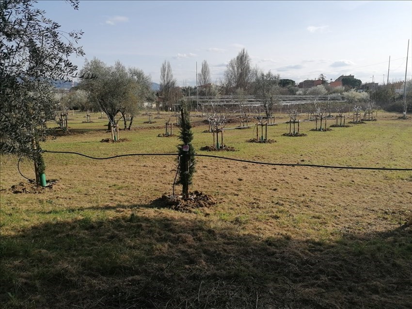 il bosco dei bambini