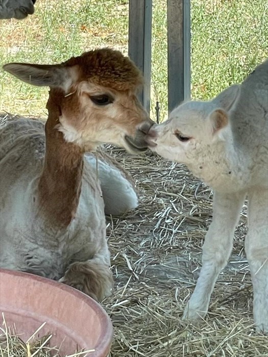 doppio fiocco rosa ad Alpaha onlus