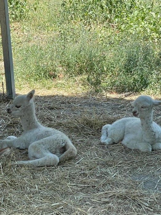 doppio fiocco rosa ad Alpaha onlus