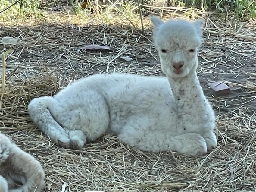 doppio fiocco rosa ad Alpaha onlus