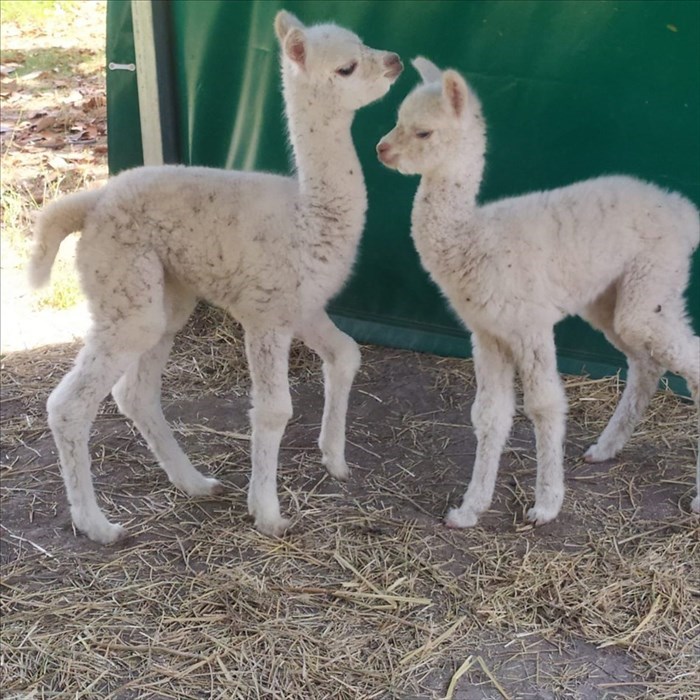 doppio fiocco rosa ad Alpaha onlus