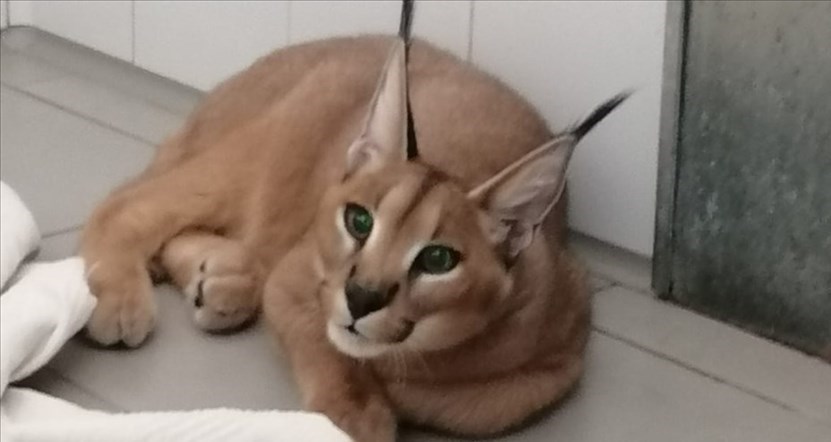 Malibu, l'esemplare di Caracal