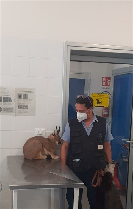 Il Caracal con un operatore