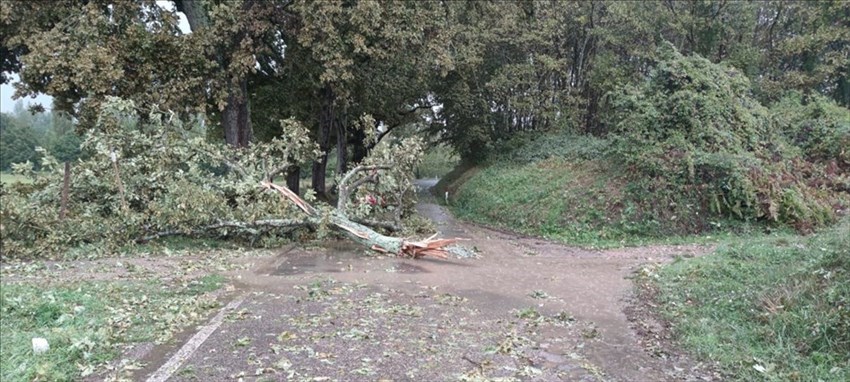Gli alberi caduti sulla strada tra Rabatta e Sagginale