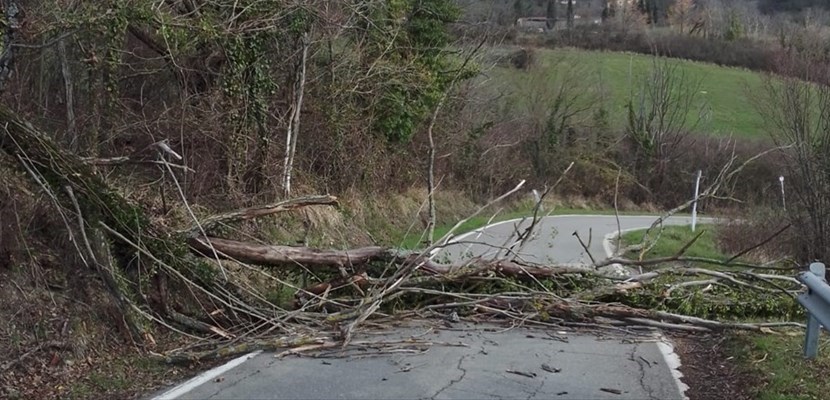 L'albero caduto stamani al Viliani