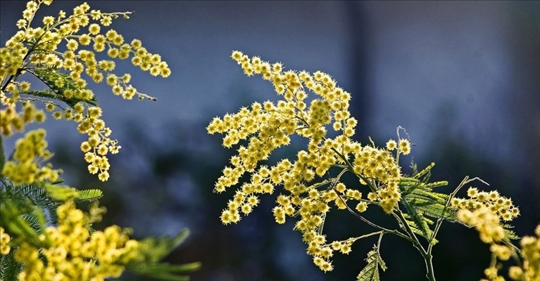 Festa della Donna a Campi Bisenzio