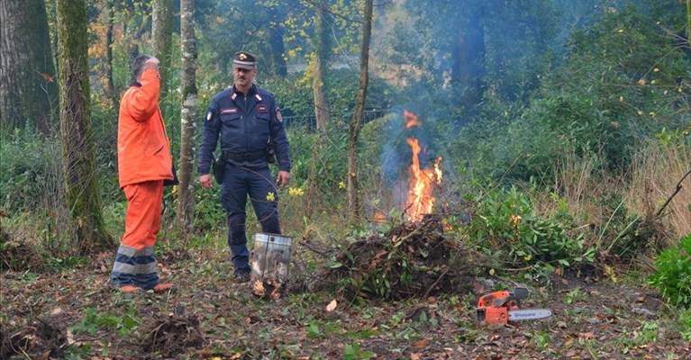 L'incendio al limite del bosco