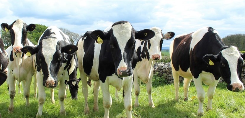 Allevamento bovini da latte