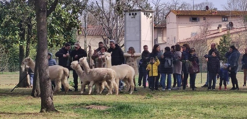 gli alpaca al pascolo