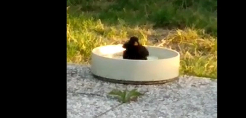 Primo caldo in Mugello. Il merlo si rinfresca. La ciotola è la sua piscina