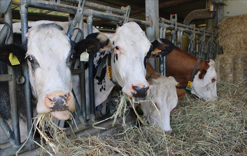 Allevamenti in Mugello