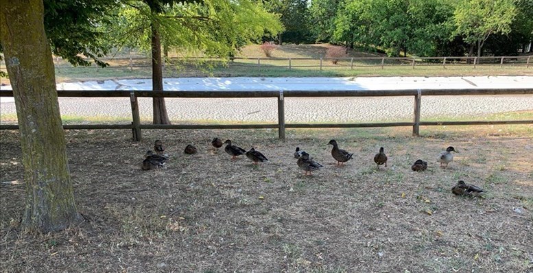 Il laghetto svuotato. Ma alcuni animali sono rimasti