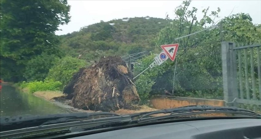 Alberi caduti