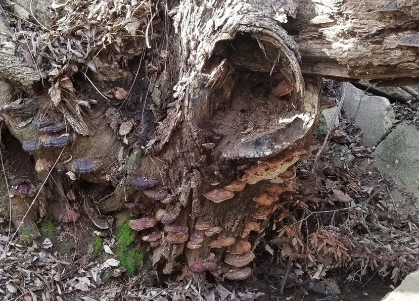 Letto del fiume ingombro di alberi e detriti