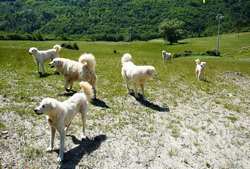 Attacchi dei lupi, buona notizia per il Mugello. Dati in calo per il 2010