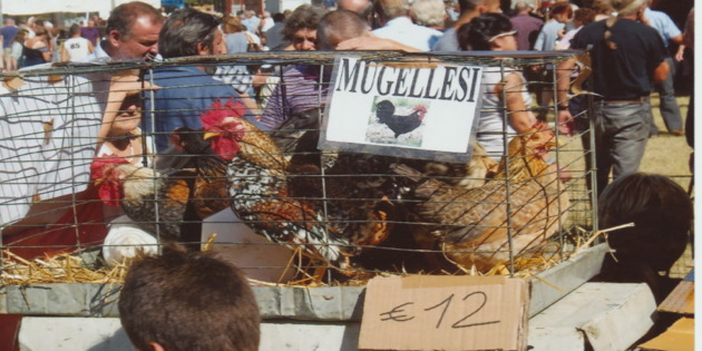 Vicchio: grande successo per la Fiera Zootecnica