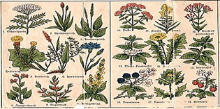 "Piante officinali del Mugello e dintorni": si possono scoprire in una tesi depositata a Borgo San Lorenzo