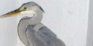 Traffico fermo per salvare l'Airone. Applauso dalle auto...