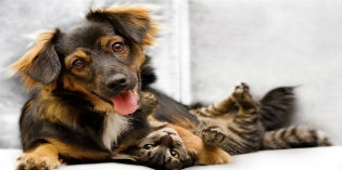 Lega per la difesa del cane. Le foto dei cuccioli che cercano casa...