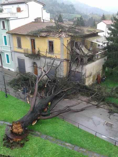 Dicomano. Grosso cedro piomba su una casa. La foto dei danni...