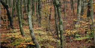 Eolico sul Gazzaro. Fiato sospeso: in gennaio il verdetto defitivo...