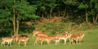 Alla scoperta della natura del Mugello con il gruppo GEV. Info