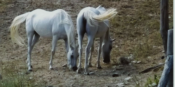 San Godenzo. Le Messe a Santa Maria all'Eremo. Date...