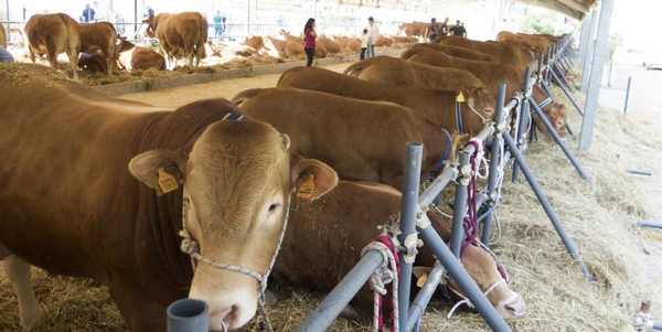 Fiera Agricola a Vaglia? Comune e agricoltori dicono Sì