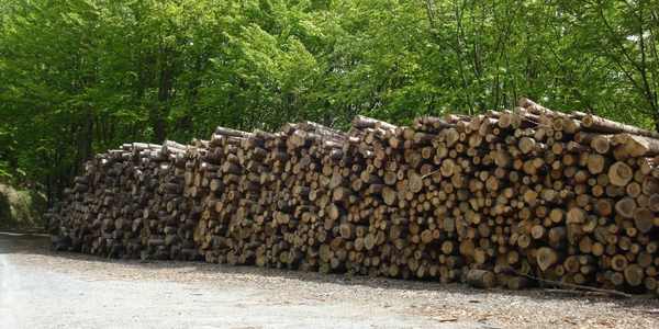 Unione Comuni Mugello. Premio a Roma per la filiera legno-energia