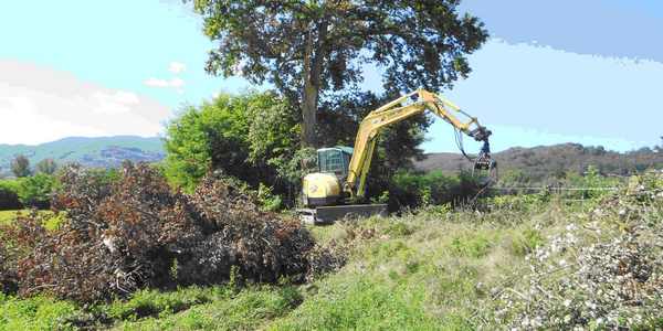 Vicchio. Quercia caduta nel torrente, interviene la ruspa