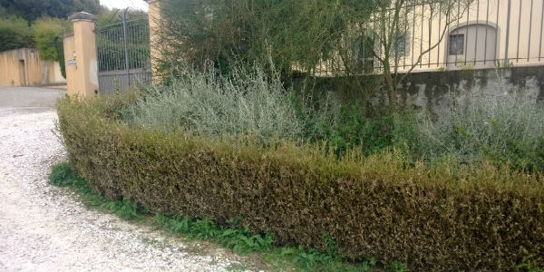 Dopo il castagno anche il bosso? Un parassita contro le siepi...