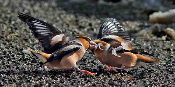 Due uccelli rari sotto il giubbotto. Firenzuolino 61enne denunciato