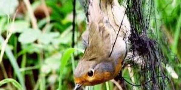 Caccia con le reti. Tre cacciatori denunciati Borgo dalla Forestale