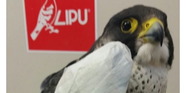 Lipu. Falco pellegrino al centro di Vicchio. Vittima del bracconaggio