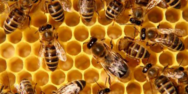 Corso di introduzione all'apicoltura biologica 2016