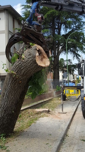 Nuovi tagli in Viale Giovanni XXIII. Alberi malati