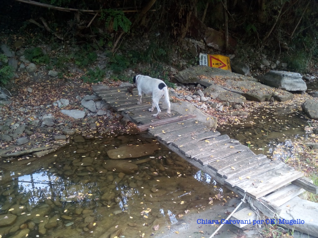 torrente_carza_25