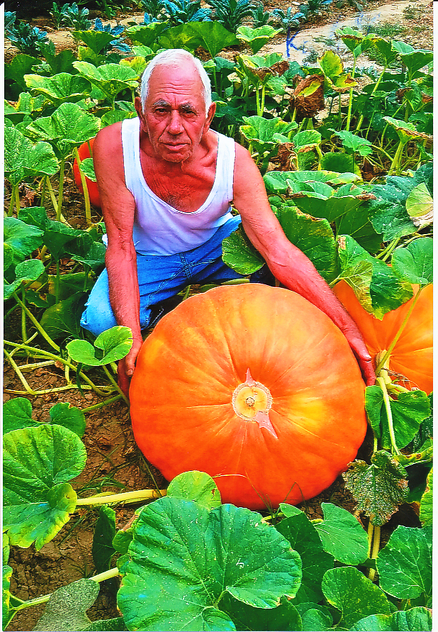 Vicchio. La zucca a la Gracchia e Maratea