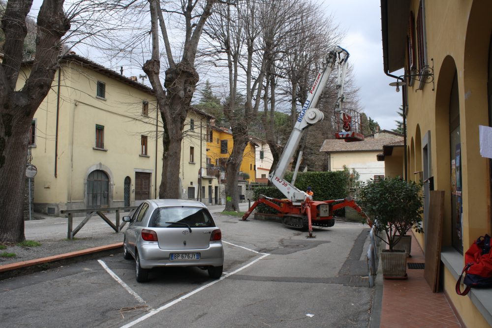 Tagliati 7 tigli dal Viale. Il Comune: Erano malati e a rischio.