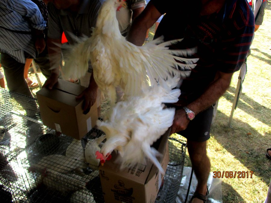 Vicchio, grande successo per la Fiera Calda 2017. Le foto