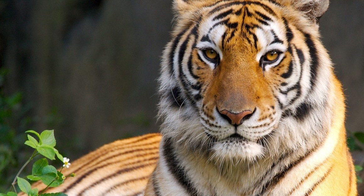 Firenze. Panico per una tigre in strada. Ma era solo un peluche