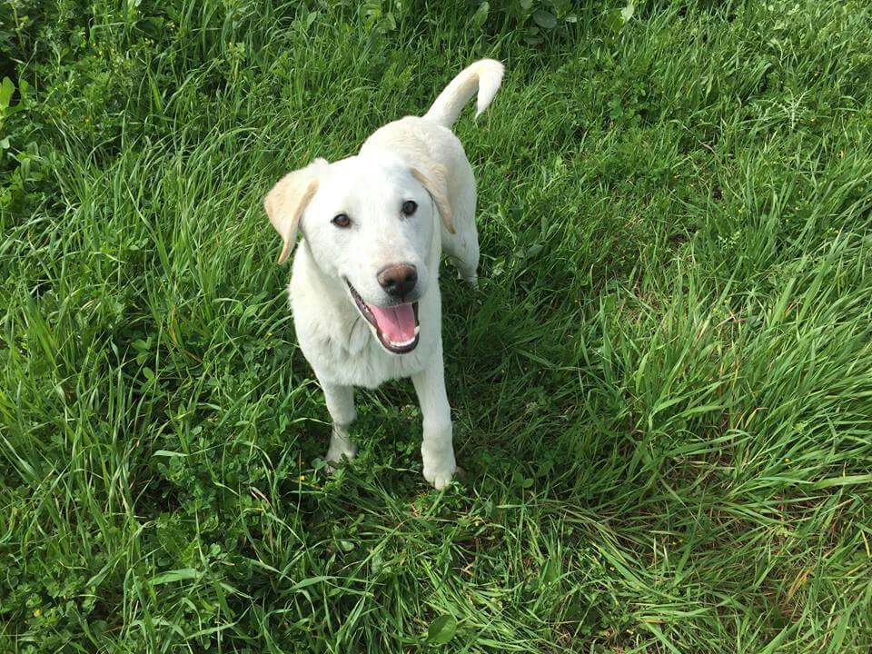 Il grande cuore del Mugello. Cercasi famiglia per cucciolo arrivato dalla Sicilia. Info e foto