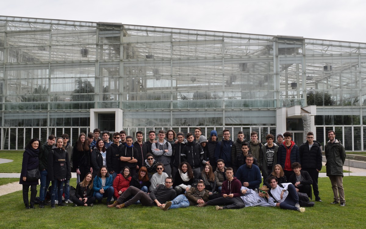 viaggio giotto ulivi2