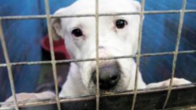 'Quei due cani nel recinto senza nessun riparo'. Lettera denuncia di un lettore