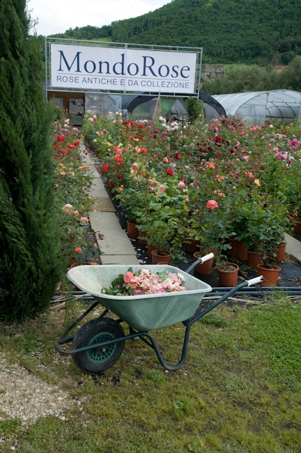 Due giorni con le rose. Tra corsi e mostre