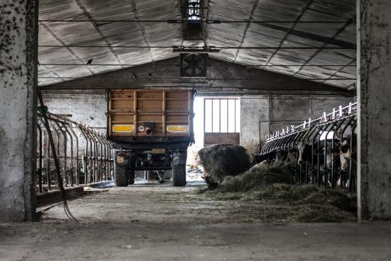 Stalle Aperte. Occasione per visitare (anche) piccole fattorie