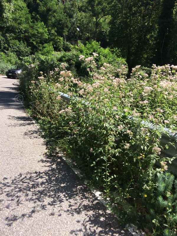 erba-alta-muraglione_6